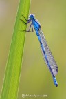 Enallagma cyathigerum Enallagma cyathigerum