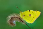 Colias croceus (Pieridae)
