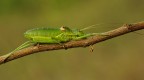 A700 Tamron 90 iso 100 f8  1/13  cavalletto scatto remoto presoll. specchio

La particolare grandezza del soggetto mi ha costretto ad allontanarmi, per entrare nel fotogramma, in virt di questo l'apertura f8  stata sufficiente per apprezzare una PDC sufficientemente adeguata.

versione in alta risoluzione: [url=http://img40.imageshack.us/img40/3581/hd0413.jpg]Cliccaqu[/url]