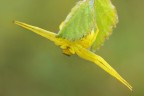 Ragnetto giallo