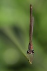 Calopteryx - 3 Calopteryx - 3