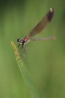 Calopteryx - 4