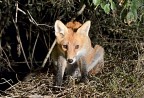 Volpe allo scoperto Volpe allo scoperto