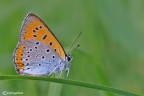 Lycaena dispar Lycaena dispar