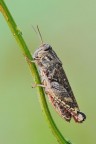 Calliptamus sp. Calliptamus sp.