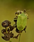 Nezara viridula (adulta ) ed un saluto..... Nezara viridula (adulta ) ed un saluto.....