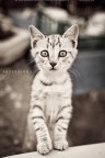 CAT SERIOUS