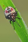 Carpocoris sp. Carpocoris sp.