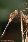 libellula libellula