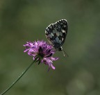 controluce controluce