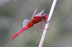 Crocothemis erythraea (anziana) Crocothemis erythraea (anziana)
