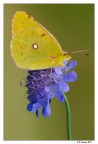 Colias Colias