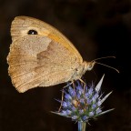 Maniola Jurtina Maniola Jurtina