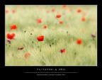 Pappaveri e Oro Pappaveri e Oro