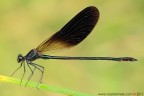 Calopteryx haemorrhoidalis Calopteryx haemorrhoidalis