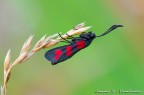 Zygaena Zygaena