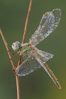 F16, 1/4, ISO 100

-Sympetrum fonscolombii-

Titolo molto fantasioso...... la libellula posata su questo ramoscello a V sembra voler controllare la situazione prima del volo.

[url=http://i1128.photobucket.com/albums/m500/hawkeye691/_MG_8098-1600-per-il-web.jpg][b]Clicca qui per la versione ad alta risoluzione![/b][/url]