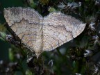 farfallina