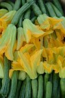 Zucchine Zucchine