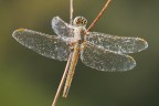 F16-1/4-ISO100

Sympetrum ripreso da un'altra angolazione, ho voluto riprendere la parte dietro della testa secondo me molto interessante per colori e disegno.
Mi sarebbe piaciuto un taglio verticale ma mi sarei dovuto allentare di molto dal soggetto.

[url=http://i1128.photobucket.com/albums/m500/hawkeye691/_MG_8096-1600-per-il-web.jpg][b]Clicca qui per la versione ad alta risoluzione![/b][/url]