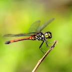 Dragonfly Dragonfly