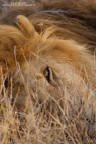 Tanzania Serengeti 2011
1DmarkIII
400F5.6L
iso1000 1/640sec F8