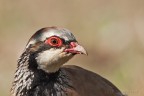 Pernice rossa (Alectoris rufa) Pernice rossa (Alectoris rufa)