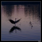 Airone riconoscente Airone riconoscente