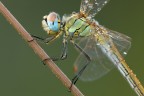 F20- 1/4- ISO 100
Mi interessava riprendere il capo e il torace di questo Sympetrum nei minimi dettagli, tralasciando la parte della coda.
Ho scelto questa composizione per non tagliare le zampettte.

[url=http://i1128.photobucket.com/albums/m500/hawkeye691/_MG_8115-1800-per-il-web-1.jpg][b]Clicca qui per la versione ad alta risoluzione![/b][/url]