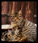 c'era una volta una gatta... c'era una volta una gatta...