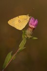 colias al primo raggio colias al primo raggio