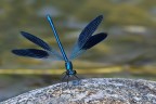 Calopteryx splendens Calopteryx splendens