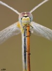 occhi di Sympetrum... occhi di Sympetrum...