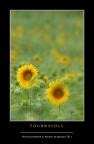 Tournesols Tournesols