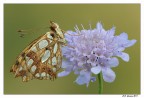 Issoria lathonia Issoria lathonia