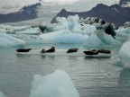 Gruppo di  foche su un iceberg