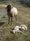 Ciao a tutti,
questo  il mio primo scatto su Photo4u.
Ho ripreso la scena a settembre in Alta Val Susa.
Grazie per le osservazioni ed i commenti.

Ciao
Bartix