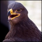 Aquila Aquila