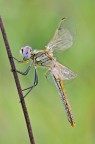 Sympetrum fonscolombii - femmina Sympetrum fonscolombii - femmina