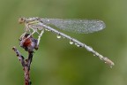Platycnemis pennipes Platycnemis pennipes