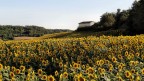 Paesaggio con girasoli Paesaggio con girasoli