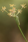 F11-1/40-ISO 100
Il soggetto ripreso e' un bruco di macaone della seconda generazione alla sua seconda muta, si notano ancora le spinette sul dorso.Ho voluto riprenderlo insieme al suo cibo preferito il finocchio selvatico ma quello che mi sorprende di pi sono i semi di questa pianta che visti con un 180 mm sembrano proprio delle piccole lanterne.
[url=http://i1128.photobucket.com/albums/m500/hawkeye691/_MG_8004-1600-per-il-web.jpg][b]Clicca qui per la versione ad alta risoluzione![/b][/url]