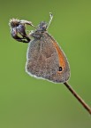 Coenonympha pamphilus Coenonympha pamphilus
