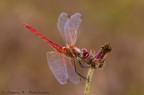 Sympetrum fonscolombii (maschio) Sympetrum fonscolombii (maschio)