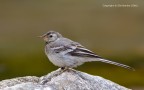 Ballerina bianca (Motacilla alba) Ballerina bianca (Motacilla alba)