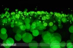 Luci aliene - Contest 57 'Bokeh' Luci aliene - Contest 57 'Bokeh'