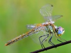 Sympetrum fonscolombii-femmina Sympetrum fonscolombii-femmina