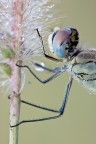 scatto fatto questa mattina,nel momento che mi sono spostato dalla reflex e ho preso il cavo di scatto per scattare la libellula ha girato la testa.ho riprovato a riconporre ma  volata via,ho riguardato lo scatto fatto e la zampetta superiore sembrava che mi mandasse a quel paese.         50d 180 f16 1/8 100iso plamp no crop 1:1
http://img713.imageshack.us/img713/5418/mg5903.jpg