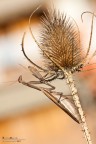 Camminavo nel mezzo agli sterpi quando noto questa mantidona che mi guarda male. Con un ramoscello l'ho leggermente spostata (non era d'accordo).

Exif: 180mm, Av, f/11, 1/100s, ISO 100, Spot -2/3ev, Cavalletto, Flash -2Ev
HR [url]http://img821.imageshack.us/img821/2857/mg8391.jpg[/url]