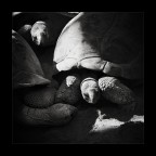 ninja turtles ninja turtles